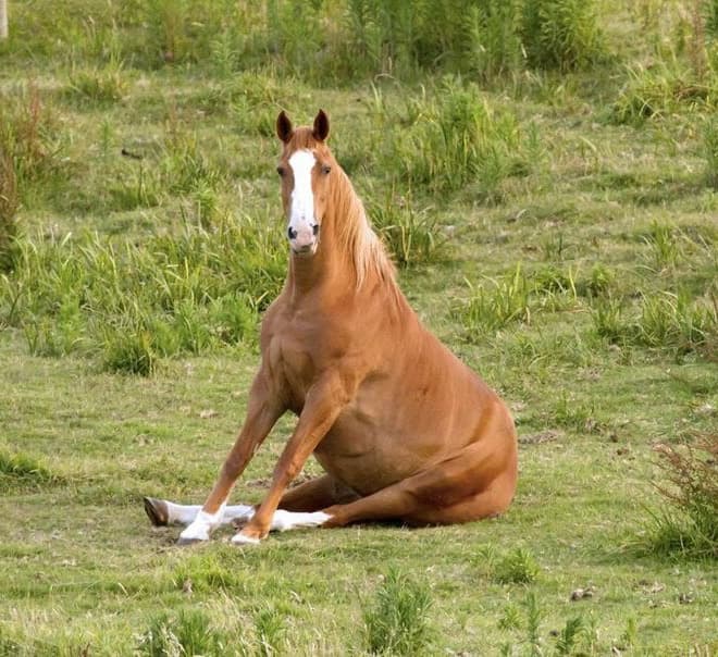 Picture of a horse sitting like a human